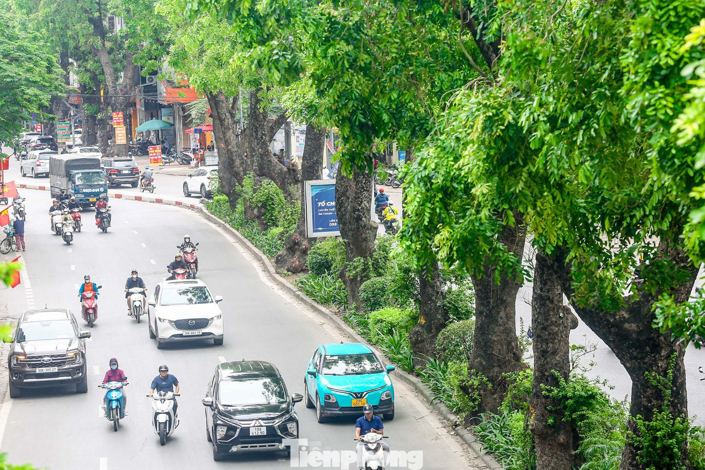 Hàng xà cừ cổ thụ trên đường Láng Hàng xà cừ cổ thụ trên đường Láng