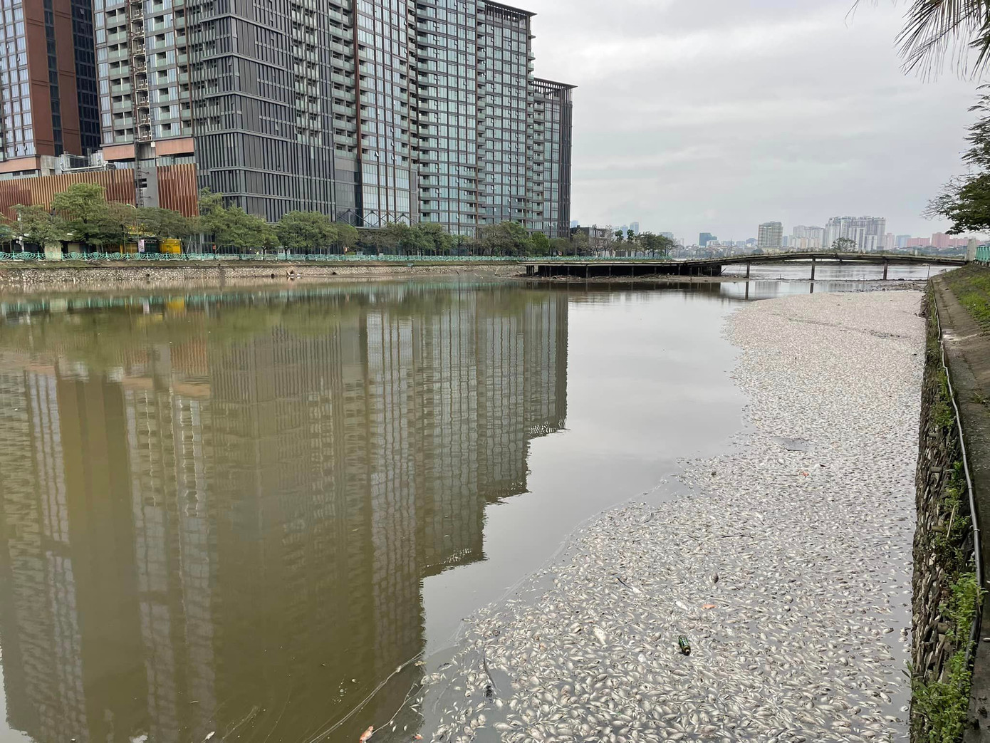 Cá tôm chết trên hồ Thủy Sứ. Ảnh: MXH Cá tôm chết trên hồ Thủy Sứ. Ảnh: MXH