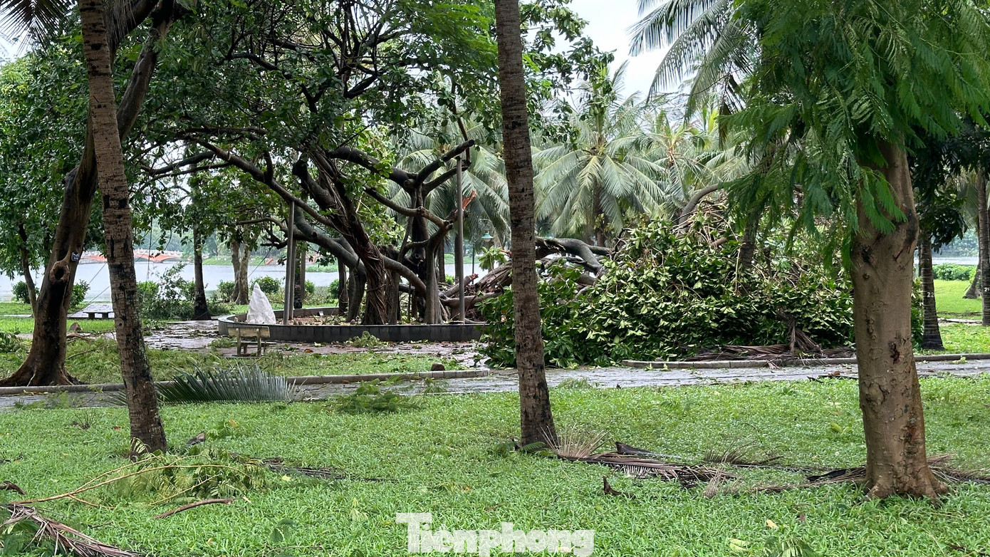 Đại diện đơn vị quản lý công viên cho biết, Cây đa Bác Hồ bị lệch tán, xẻ mất một góc. Công ty sẽ đưa ra phương án tối ưu nhất để khôi phục như cũ nhưng cũng phải mất vài năm để tròn tán như cũ.