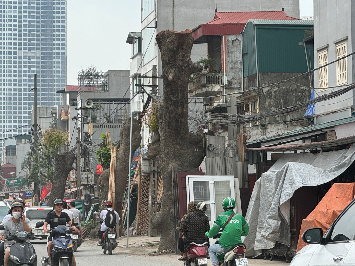 Một số hình ảnh hàng cây xà cừ sắp bị chặt hạ trên đường 70.