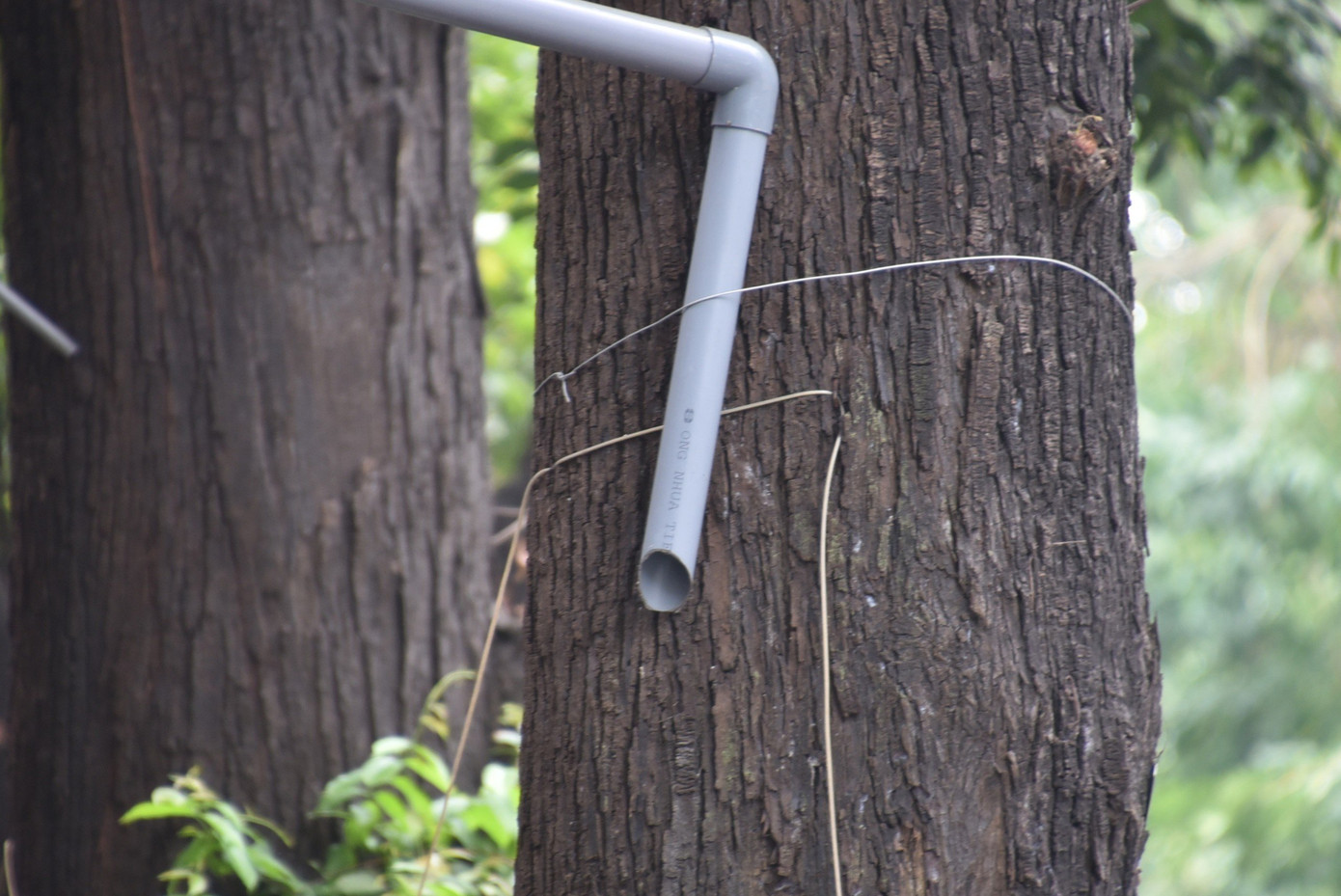 Nhiều cây bị đóng đinh, buộc sắt quanh thân cây