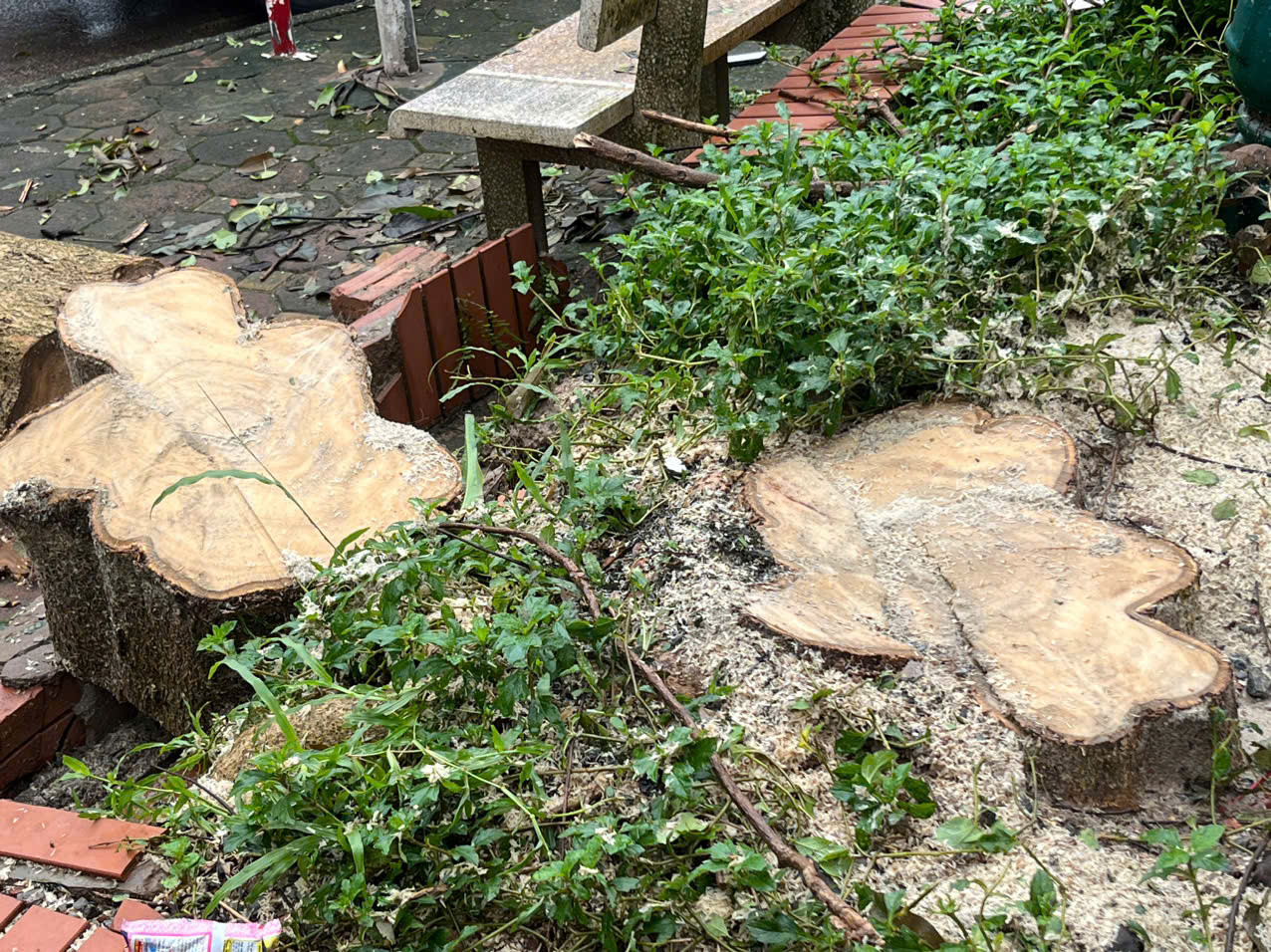 Một người dân khác ở tòa CT3 đơn nguyên 2 cho biết, 1 ngày trước bão số 3, toàn bộ các cây ở khuôn viên đều được cắt tỉa. Nhưng sau khi bão qua, nhiều cây trong khuôn viên bị đốn hạ. Một người dân khác ở tòa CT3 đơn nguyên 2 cho biết, 1 ngày trước bão số 3, toàn bộ các cây ở khuôn viên đều được cắt tỉa. Nhưng sau khi bão qua, nhiều cây trong khuôn viên bị đốn hạ.