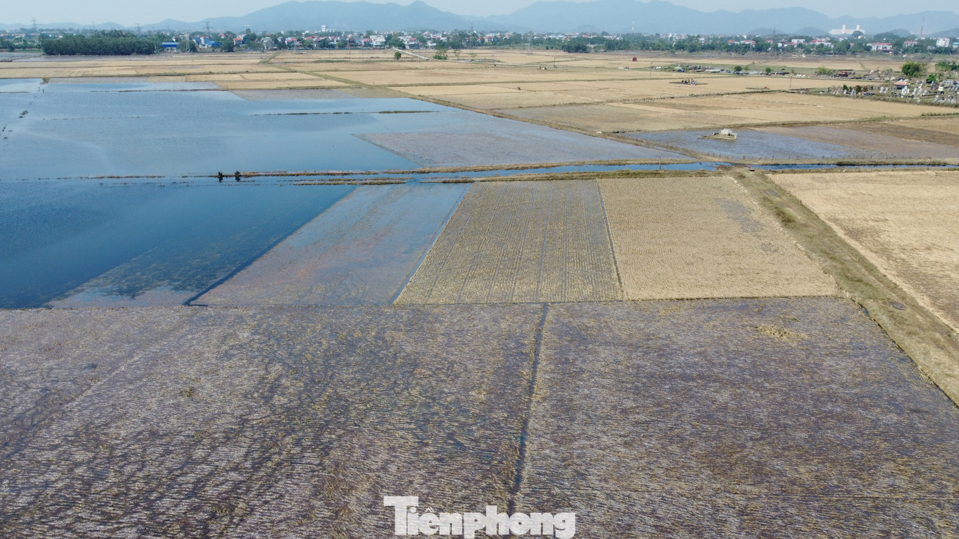 Ông Nguyễn Văn Toàn (thôn An Lạc) cho biết nhà ông có 5 sào lúa đều hỏng toàn bộ do nước lũ. "Nước lũ lên cao hơn cả lũ lịch sử năm 1971, nên không thể cứu được gì. Không chỉ ruộng lúa, toàn bộ tài sản nhà tôi như tivi, tủ lạnh, 2 chiếc xe đạp điện cũng hỏng do ngập trong nước", ông Toàn nói. Ông Nguyễn Văn Toàn (thôn An Lạc) cho biết nhà ông có 5 sào lúa đều hỏng toàn bộ do nước lũ. "Nước lũ lên cao hơn cả lũ lịch sử năm 1971, nên không thể cứu được gì. Không chỉ ruộng lúa, toàn bộ tài sản nhà tôi như tivi, tủ lạnh, 2 chiếc xe đạp điện cũng hỏng do ngập trong nước", ông Toàn nói.
