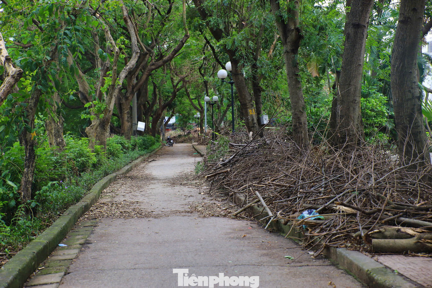 Được biết những ngày qua, Công ty TNHH MTV Công viên Thống Nhất đã huy động 100% quân số, xe chuyên dụng hỗ trợ các địa phương xử lý cây xanh gãy đổ. Công ty TNHH MTV Chiếu sáng đô thị Hà Nội cũng huy động xe cẩu, nhân lực phục vụ công tác dọn dẹp đường phố.