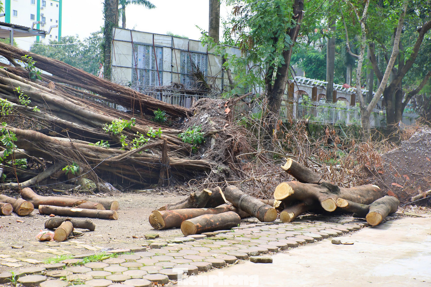 Đại diện Công ty TNHH MTV Công viên Thống Nhất cho biết, toàn bộ lực lượng của công ty những ngày qua được tăng cường cho Công ty Công viên Cây xanh để dọn dẹp cây xanh gãy đổ đường phố.