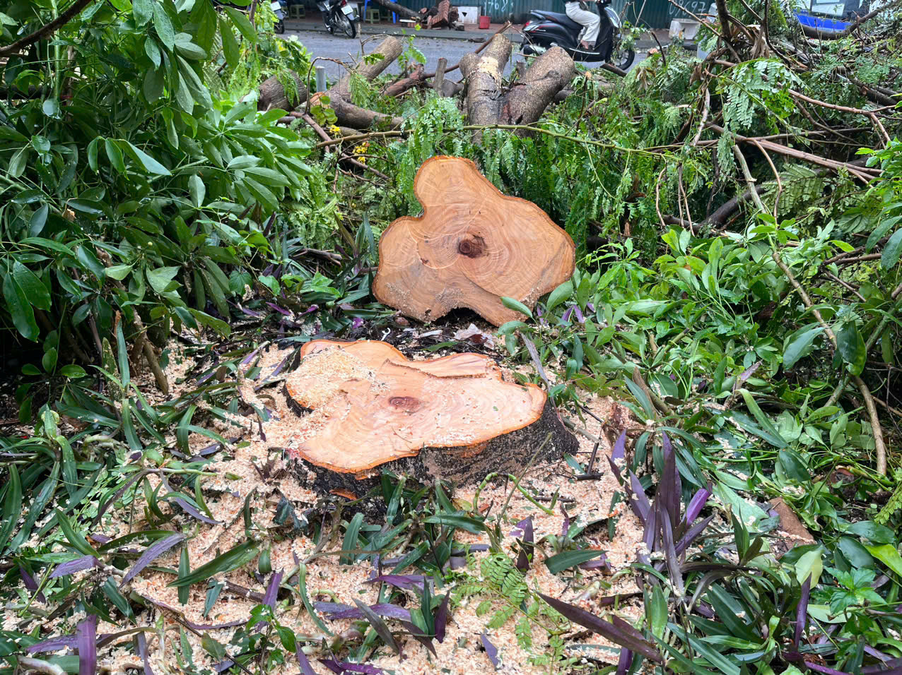 Ông D (một người dân tòa CT3 đơn nguyên 1) cho biết, cây trồng đến 10 năm mới được như vậy, có những cây đã đạt đường kính 20-30cm. Nhưng không rõ lý do gì sau bão, cây lại bị đốn hạ dù không gãy đổ. Ông D (một người dân tòa CT3 đơn nguyên 1) cho biết, cây trồng đến 10 năm mới được như vậy, có những cây đã đạt đường kính 20-30cm. Nhưng không rõ lý do gì sau bão, cây lại bị đốn hạ dù không gãy đổ.