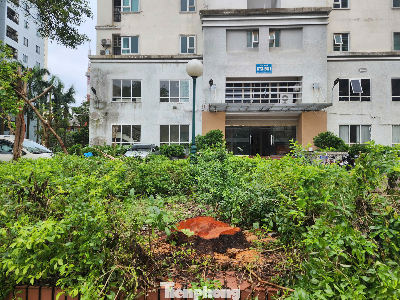 Trong khi đó, một số người dân tòa CT3 đơn nguyên 1 - khu đô thị Trung Văn phản ánh một loạt cây đang phát triển tốt, chống chịu được qua cơn bão nhưng lại bị chặt tận gốc. Trong khi đó, một số người dân tòa CT3 đơn nguyên 1 - khu đô thị Trung Văn phản ánh một loạt cây đang phát triển tốt, chống chịu được qua cơn bão nhưng lại bị chặt tận gốc.