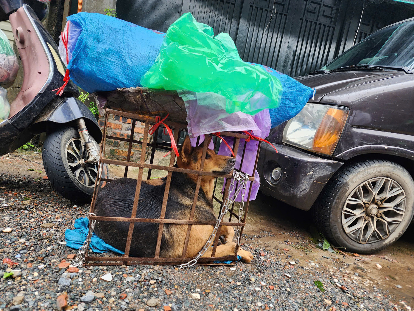 Vật nuôi được cho vào lồng, đưa đi nơi khác