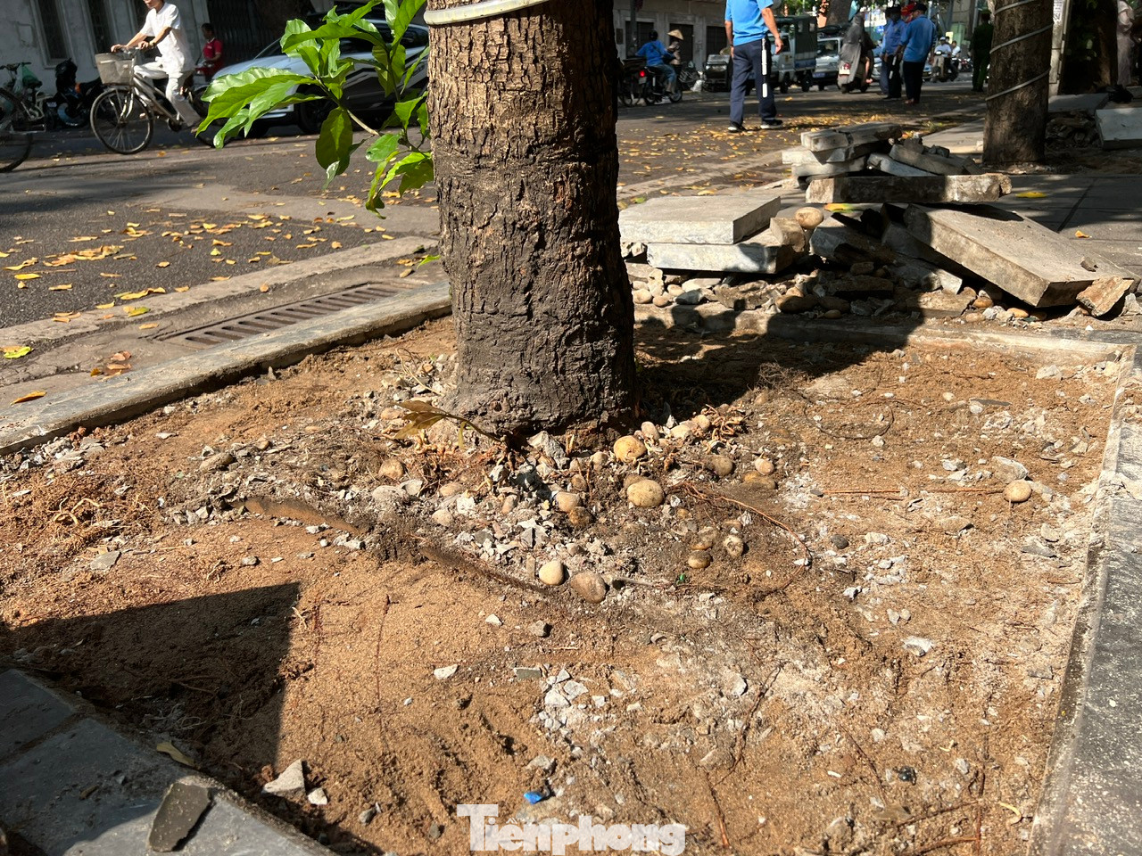 Theo ông Trần Đức Quyền, Phó Chủ tịch UBND phường Phạm Đình Hổ, việc ra quân xử lý hành vi bức hại cây xanh, nhất là đối với cây sao đen nằm trong kế hoạch về việc tăng cường xử lý vi phạm đảm bảo an ninh trật tự, trật tự đô thị, trật tự an toàn giao thông, vệ sinh môi trường chào mừng kỷ niệm 49 năm Ngày giải phóng miền Nam 30/4 và các ngày kỷ niệm trong tháng 5 năm 2024 trên địa bàn. Theo kế hoạch, các phần việc trên sẽ được thực hiện hoàn thành trong tháng 5/2024.