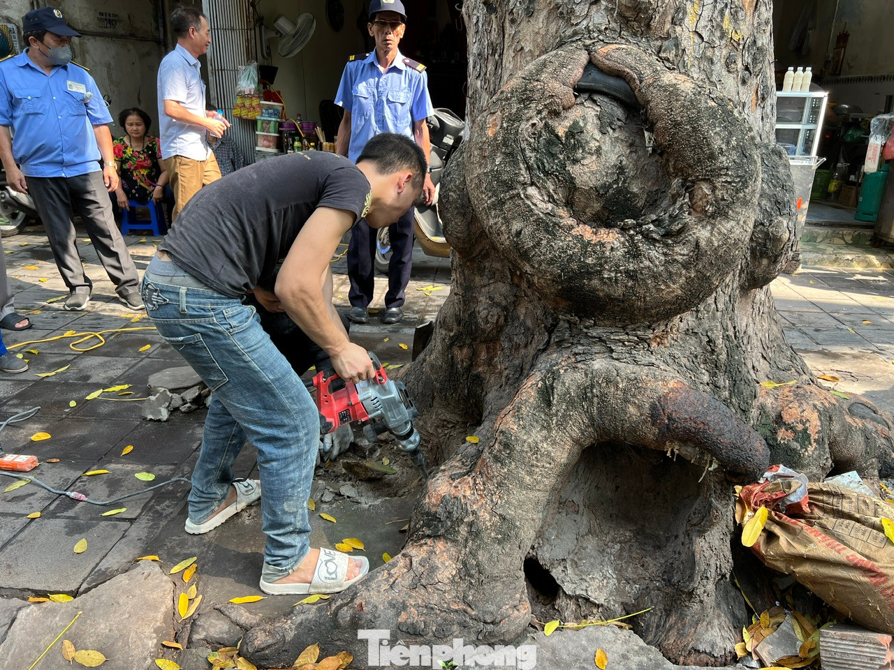 Một gốc cây xà cừ trên phố Trần Xuân Soạn (phường Phạm Đình Hổ) nhiều năm tuổi đang được phá dỡ bê tông, xi măng quanh gốc.