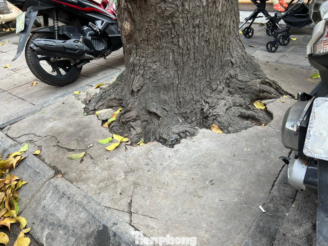 Rất nhiều cây sao đen trên phố Lò Đúc bị "bức tử" bởi bê tông