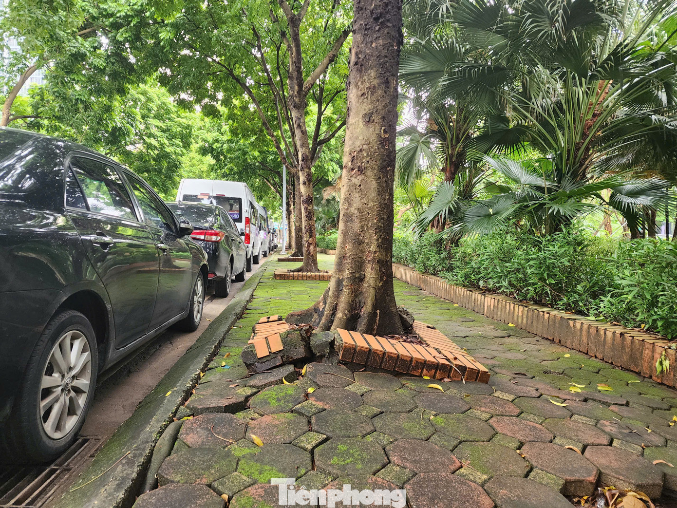 Trong một số khu đô thị, nhiều cây cối có dấu hiệu bật rễ, nghiêng nhưng vẫn chưa được xử lý Trong một số khu đô thị, nhiều cây cối có dấu hiệu bật rễ, nghiêng nhưng vẫn chưa được xử lý