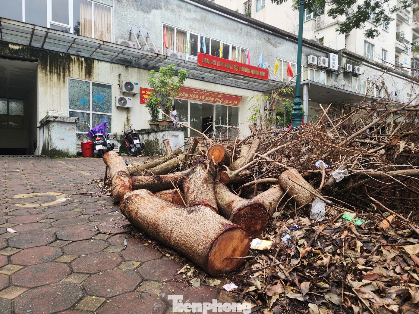 Tại khu đô thị Trung Văn (phường Trung Văn, quận Nam Từ Liêm, Hà Nội), cây cối ngổn ngang ở vườn hoa, đường đi dạo quanh các tòa nhà. Tại khu đô thị Trung Văn (phường Trung Văn, quận Nam Từ Liêm, Hà Nội), cây cối ngổn ngang ở vườn hoa, đường đi dạo quanh các tòa nhà.