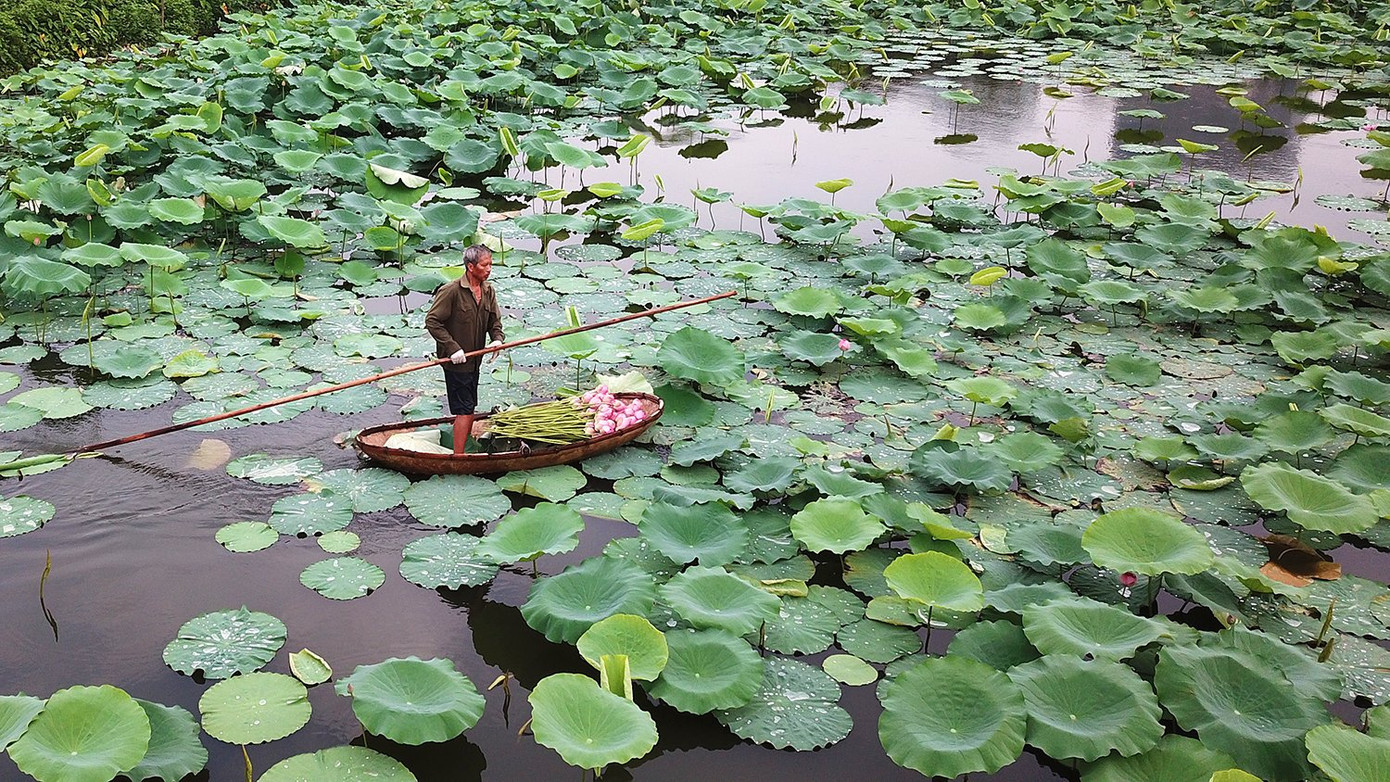 Các sản phẩm từ sen là hoa để ướp chè, hoa để trang trí và hạt để làm thực phẩm gắn với phát triển du lịch. Phó Chủ tịch UBND quận Tây Hồ - ông Nguyễn Thanh Tịnh cho biết từ năm 2018 đến nay, do những sự thay đổi của thời tiết, chất lượng nước… khiến diện tích trồng sen (nguyên liệu cho nghề ướp chè sen) bị thu hẹp. “Việc khôi phục và phát triển nghề trồng sen là hết sức cần thiết nhằm tạo cảnh quan quanh Hồ Tây cũng như việc phát triển nghề ướp chè sen cũng như các sản phẩm có liên quan đến sen” - ông Tịnh nói.