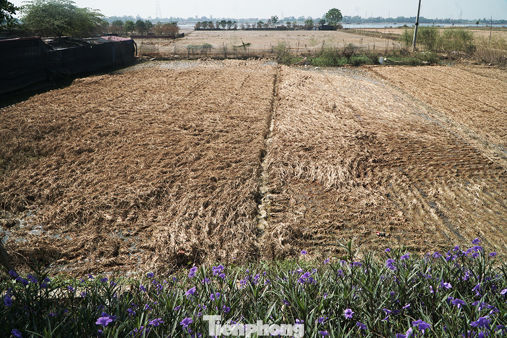 Toàn bộ cánh đồng 2 thôn An Lạc và Hòa Bình đều bị ngập lâu ngày, do đó không thể "vớt vát" được gì. Toàn bộ cánh đồng 2 thôn An Lạc và Hòa Bình đều bị ngập lâu ngày, do đó không thể "vớt vát" được gì.