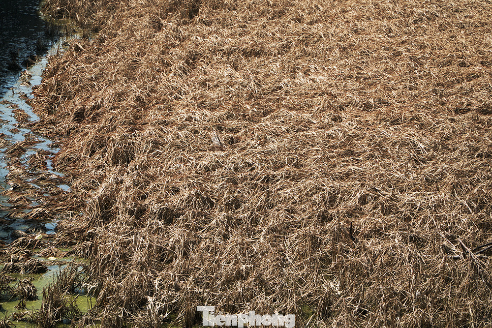 Sau khi nước rút, lúa đổ rạp, mùi hôi thối bốc lên khắp cánh đồng. Sau khi nước rút, lúa đổ rạp, mùi hôi thối bốc lên khắp cánh đồng.