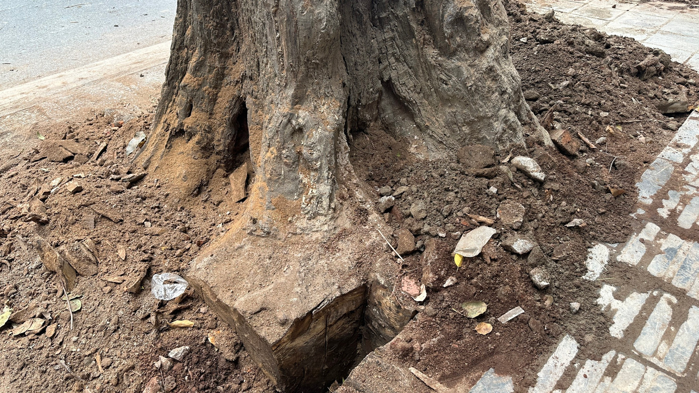 Cây sao đen đã mục ruỗng gốc