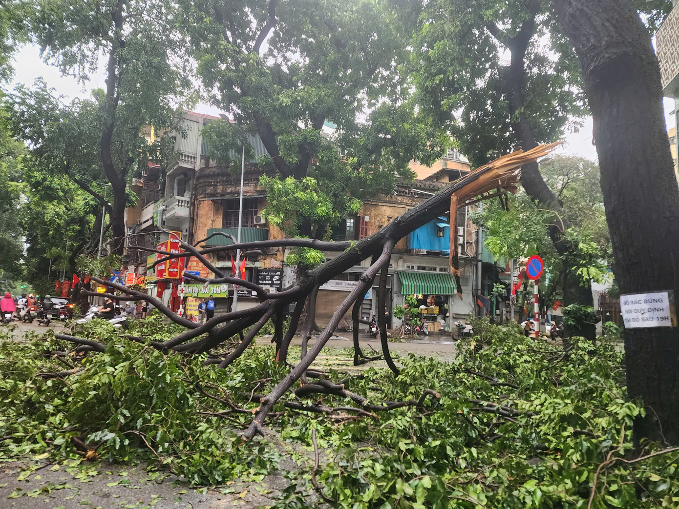 Cây Sao đen gãy đổ trên phố Lò Đúc, quận Hai Bà Trưng