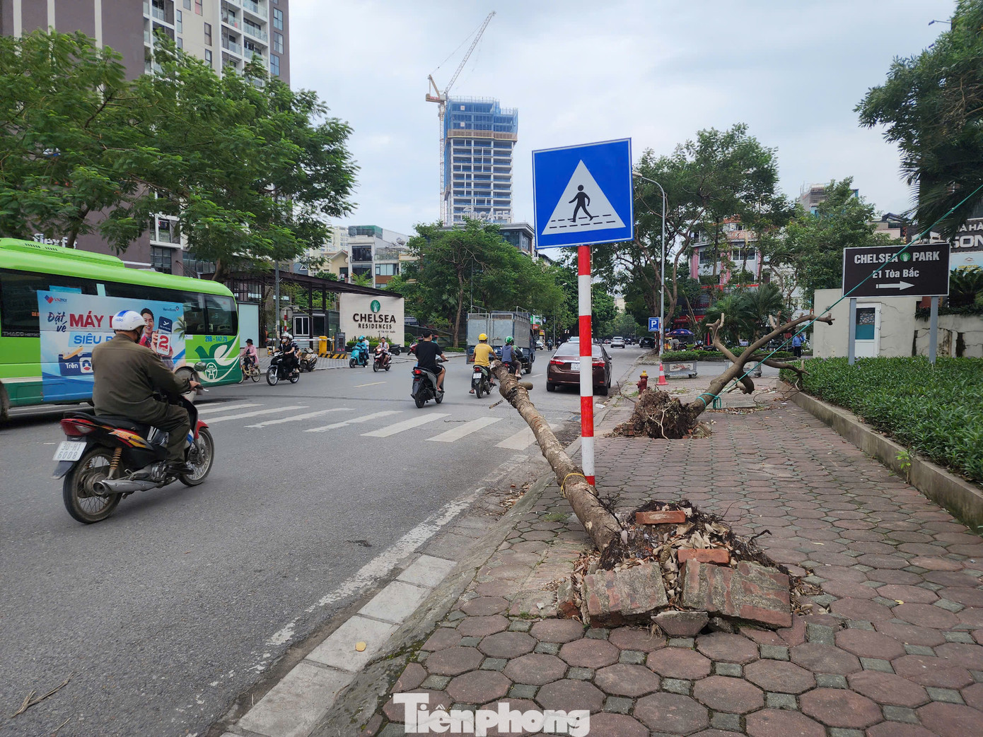 Ông Dương Đức Tuấn đề nghị Sở Xây dựng sau khi cắt gọn cây xanh bị gãy, đổ, cần tiếp tục dọn dẹp, bảo đảm trước ngày 20/9 sẽ thu dọn hết cây xanh gãy, đổ để chuyển sang giai đoạn “cứu” các cây. Ông Dương Đức Tuấn đề nghị Sở Xây dựng sau khi cắt gọn cây xanh bị gãy, đổ, cần tiếp tục dọn dẹp, bảo đảm trước ngày 20/9 sẽ thu dọn hết cây xanh gãy, đổ để chuyển sang giai đoạn “cứu” các cây.