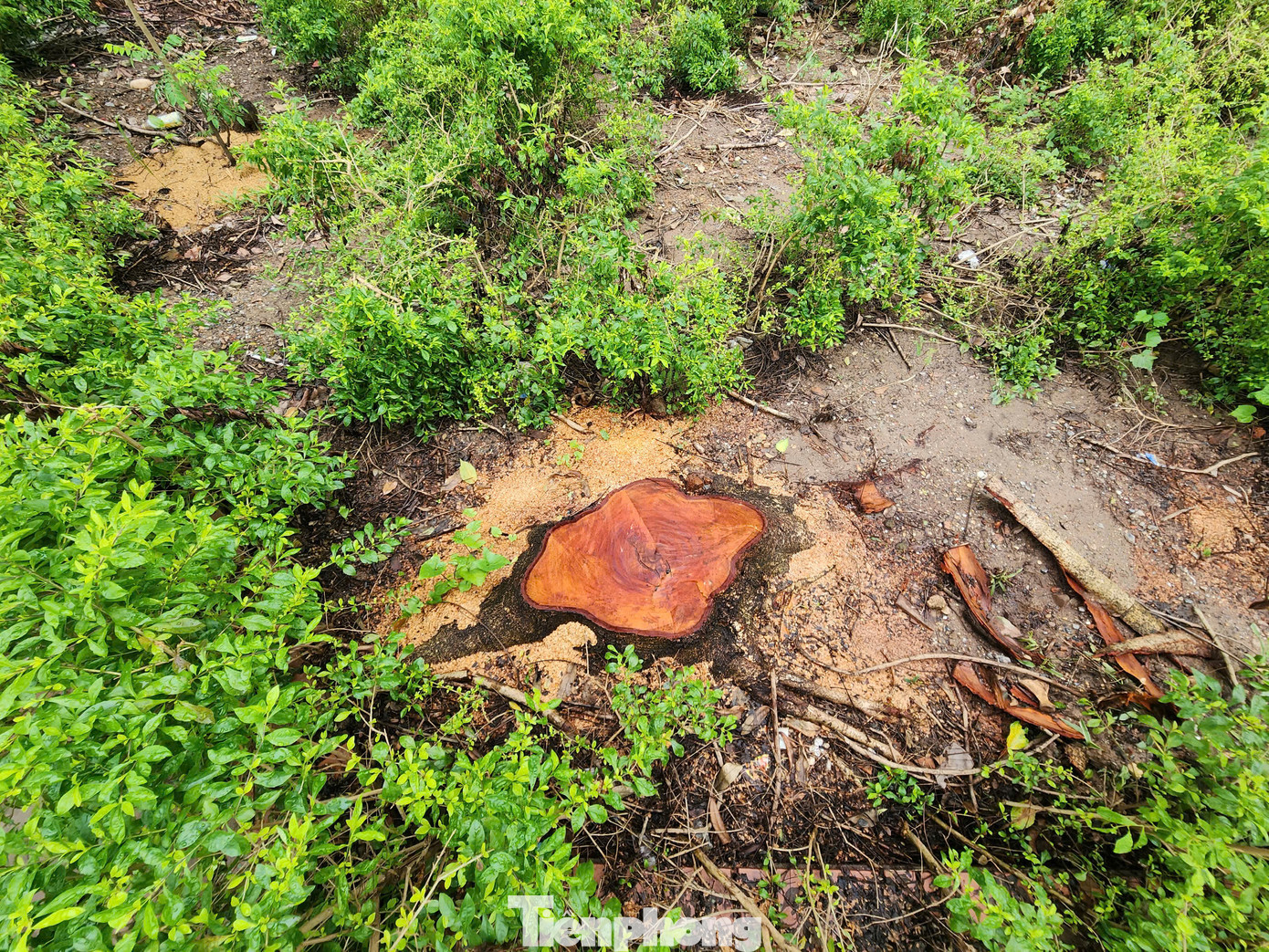 Đại diện Ban quản lý tòa nhà CT3 đơn nguyên 1 cho biết, đây là các cây được chủ đầu tư trồng trong bồn nằm trong khuôn viên các tòa nhà. Do cây lớn, mà bồn cây chỉ cao 80cm nên các rễ cây phát triển gây nứt bồn cây. Đại diện Ban quản lý tòa nhà CT3 đơn nguyên 1 cho biết, đây là các cây được chủ đầu tư trồng trong bồn nằm trong khuôn viên các tòa nhà. Do cây lớn, mà bồn cây chỉ cao 80cm nên các rễ cây phát triển gây nứt bồn cây.