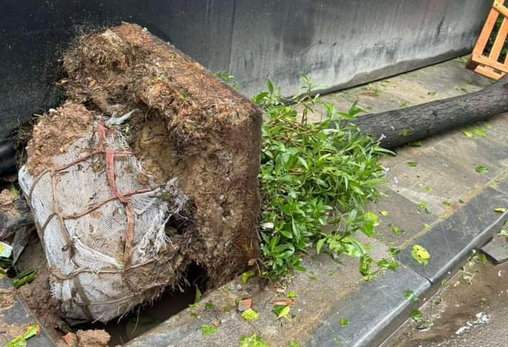 Một cây xanh đổ lộ nguyên bầu đất sau cơn bão vừa qua. Ảnh: MXH Một cây xanh đổ lộ nguyên bầu đất sau cơn bão vừa qua. Ảnh: MXH