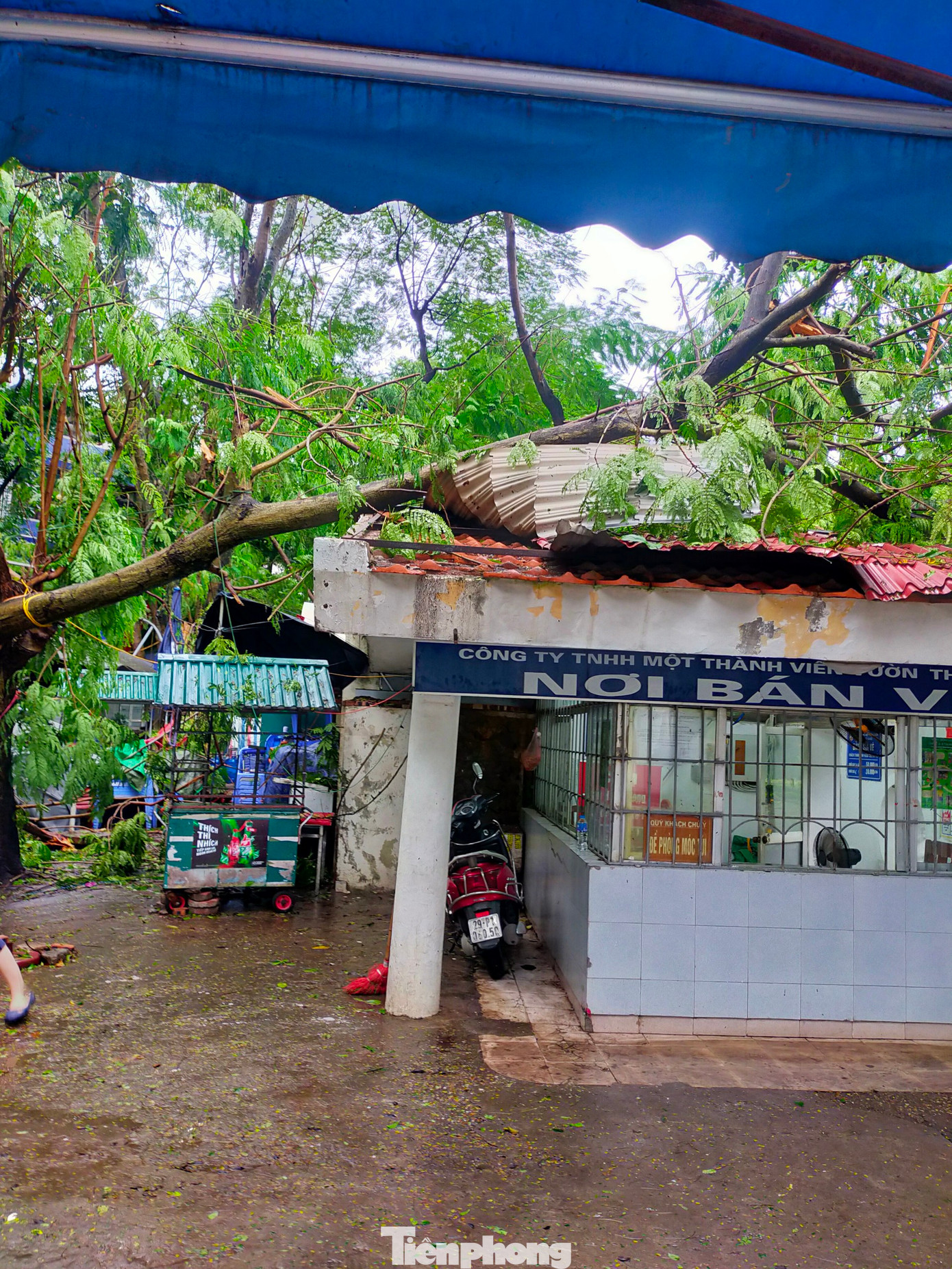 Hiện Công ty TNHH MTV Vườn thú Hà Nội đang huy động công nhân giải tỏa các cây xanh bị đổ tại các cổng, trục đường giao thông và các khu chuồng thú, dự kiến giải tỏa xong trong ngày thứ Hai tới