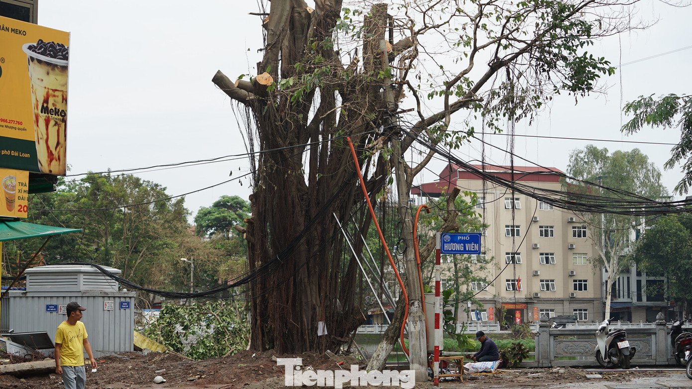 Cách đó không xa, nhiều cây đa, cây đề trên phố Hương Viên (ven hồ Hai Bà Trưng) đã được dựng lại. Cách đó không xa, nhiều cây đa, cây đề trên phố Hương Viên (ven hồ Hai Bà Trưng) đã được dựng lại.