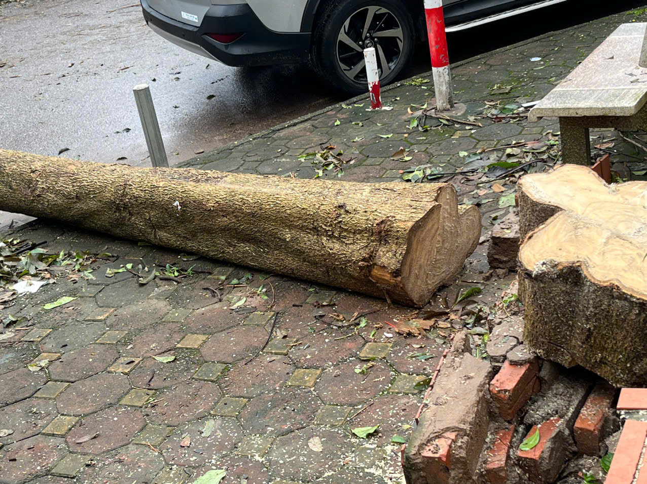 Vị này cho biết thêm, do các bồn hoa bị nứt nên cây có thể đổ bất cứ lúc nào, tiềm ẩn nguy hiểm. "Sau khi chặt bỏ các cây muồng, phượng này, sẽ trồng cây mới phù hợp. Bồn hoa có 80cm, cây muồng to như thế nên rễ cây xé bồn. Đơn nguyên 3 cũng làm như vậy. Sau này, chúng tôi sẽ trồng cây xoài vào bồn để tạo bóng mát", vị đại diện nói. Vị này cho biết thêm, do các bồn hoa bị nứt nên cây có thể đổ bất cứ lúc nào, tiềm ẩn nguy hiểm. "Sau khi chặt bỏ các cây muồng, phượng này, sẽ trồng cây mới phù hợp. Bồn hoa có 80cm, cây muồng to như thế nên rễ cây xé bồn. Đơn nguyên 3 cũng làm như vậy. Sau này, chúng tôi sẽ trồng cây xoài vào bồn để tạo bóng mát", vị đại diện nói.