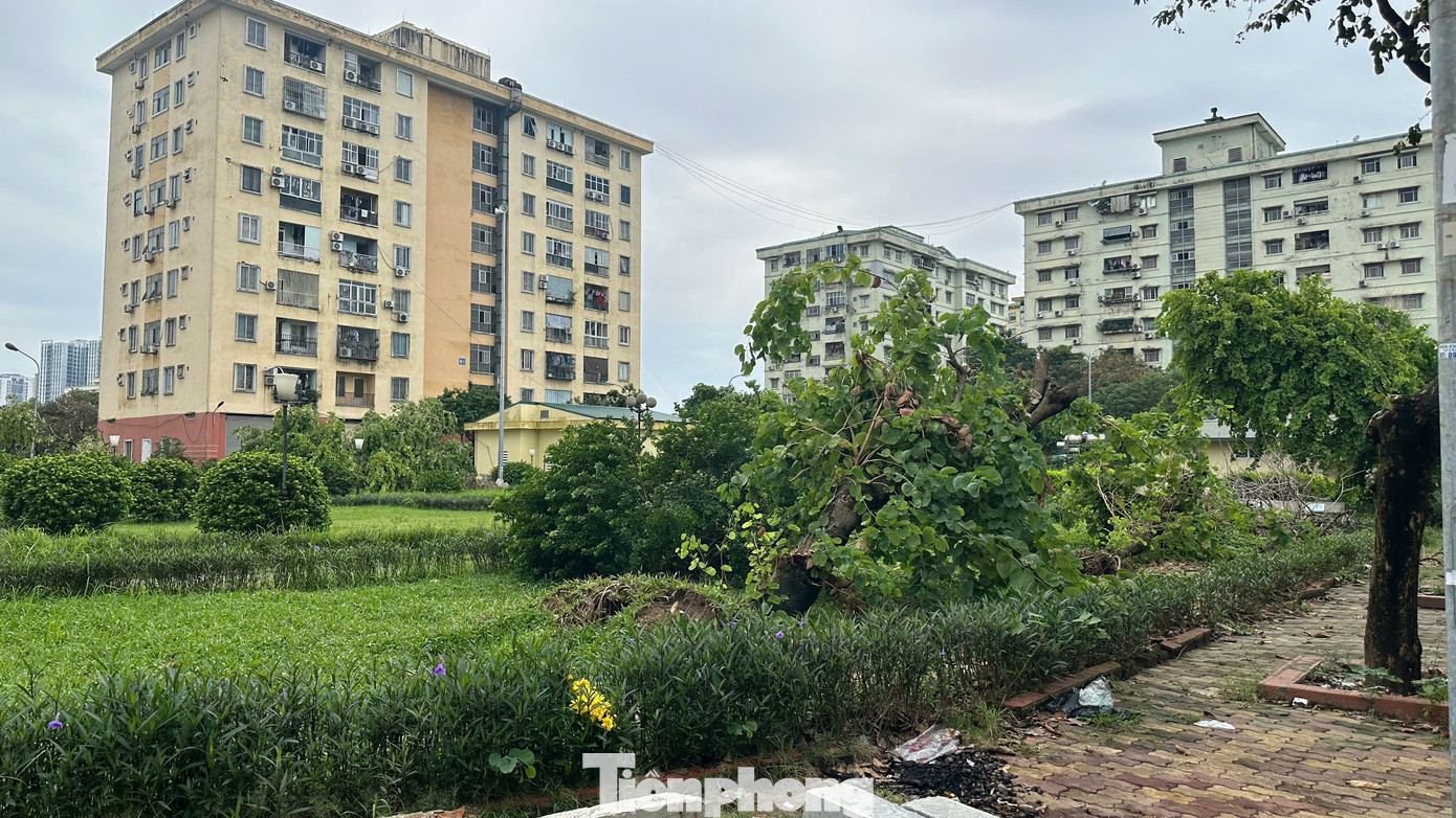 Không chỉ ở khu đô thị Trung Văn, nhiều khu đô thị khác cũng trong tình trạng ngổn ngang cây đổ do chưa có người dọn dẹp. Không chỉ ở khu đô thị Trung Văn, nhiều khu đô thị khác cũng trong tình trạng ngổn ngang cây đổ do chưa có người dọn dẹp.