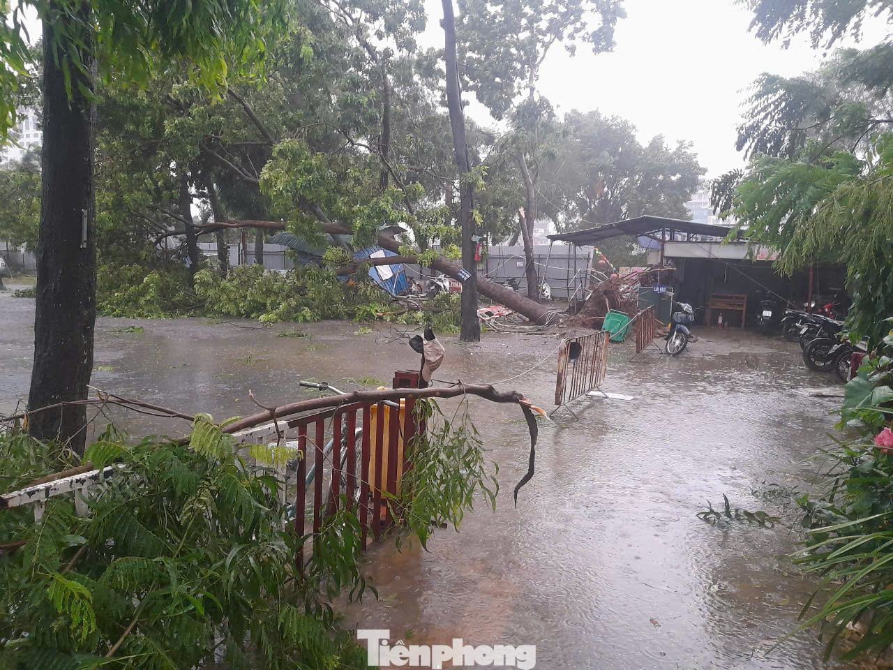 Việc sửa chữa hư hỏng chuồng trại, điện chiếu sáng, tường rào dự kiến hoàn thành trong 10 ngày tới