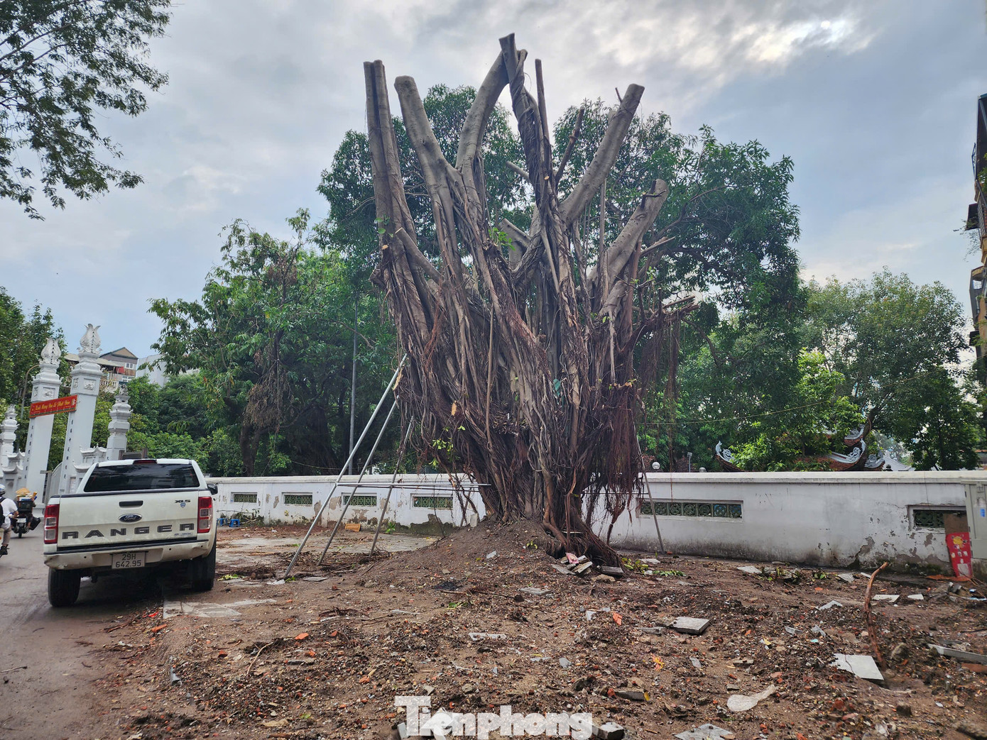 Cây cổ thụ được dựng lại quanh hồ Hai Bà (quận Hai Bà Trưng)