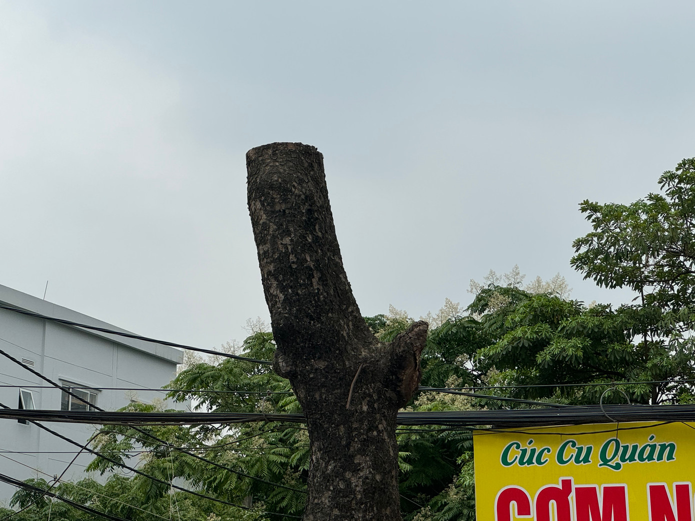 Theo UBND quận Nam Từ Liêm, toàn bộ việc chặt cây đấu giá do một đơn vị tư nhân đấu thầu thực hiện. Việc cắt cây, chặt hạ, đánh chuyển đều có giấy phép chấp thuận của Sở Xây dựng