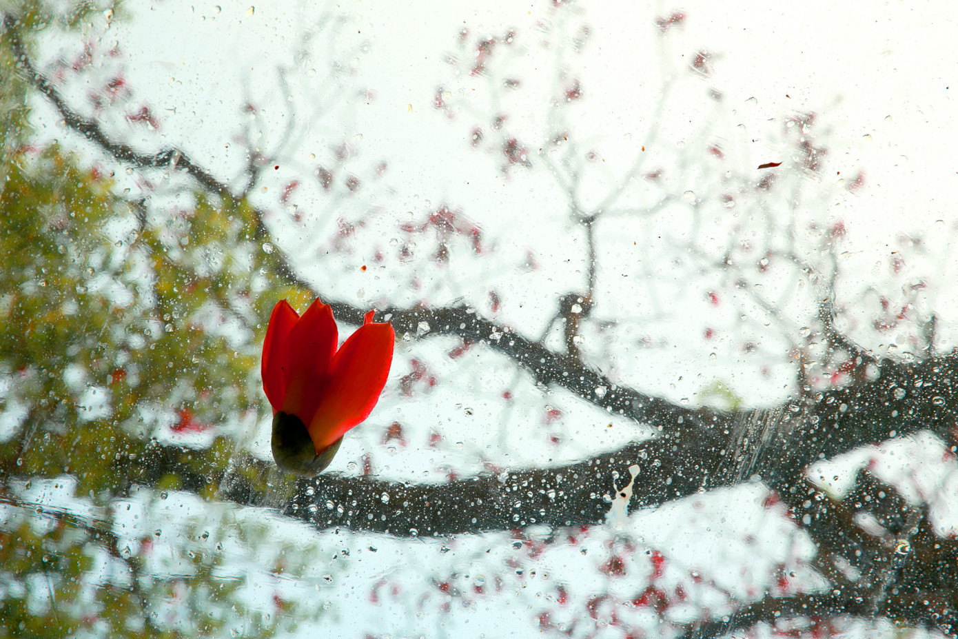 Những bông hoa đầy sức sống, thơm mềm như bàn tay thiếu nữ, khiến bao người ngẩn ngơ.