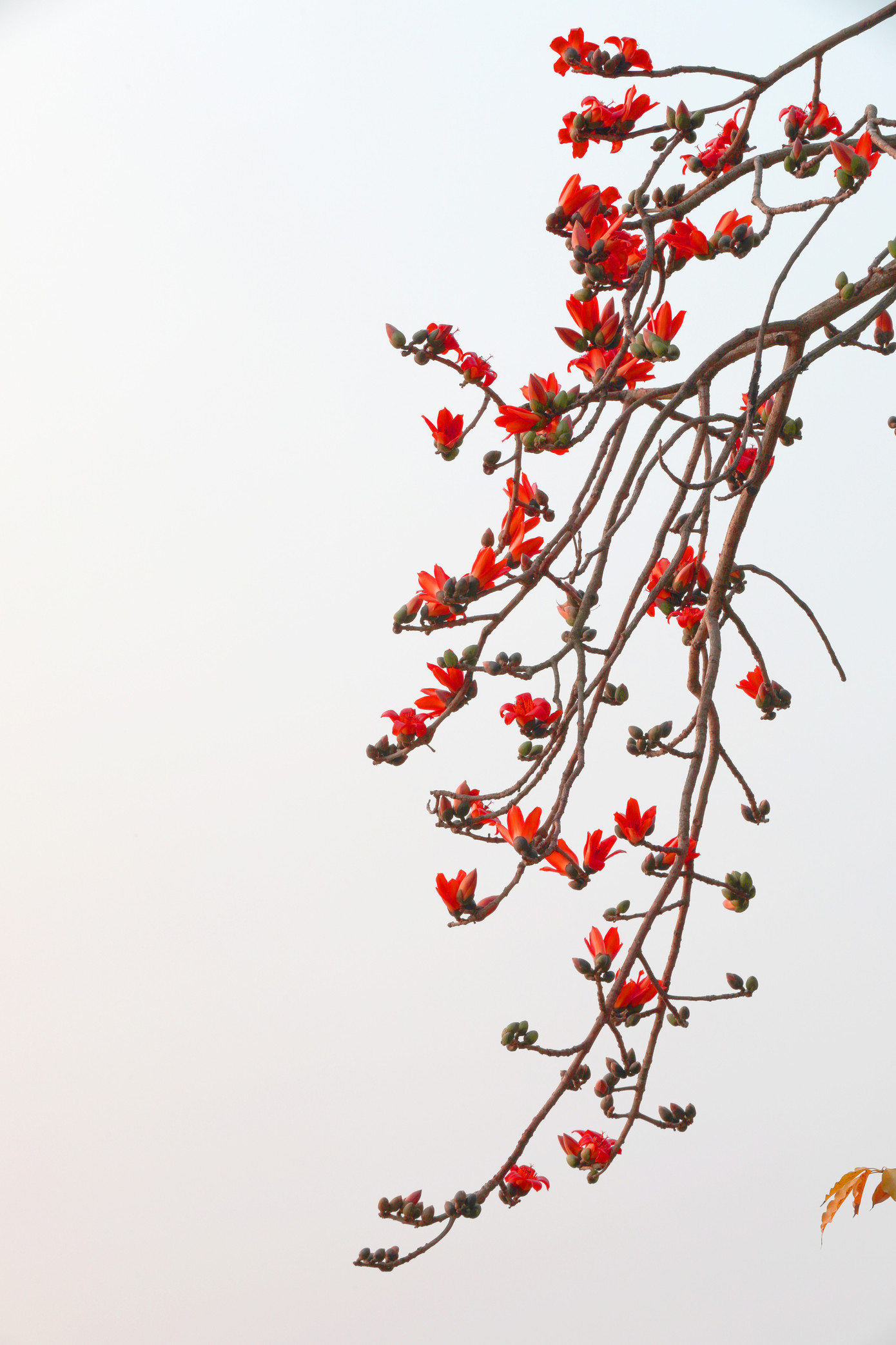 Đây là loài cây thuộc họ thân gỗ, tán tròn, hoa gạo có màu đỏ rực với năm cánh đơn, dày và xòe rộng. Cây gạo có nguồn gốc từ Ấn Độ và được trồng phổ biến ở các quốc gia châu Á. Hoa gạo còn được biết đến các tên gọi mỹ miều khác là hoa mộc miên hay hoa Pơ lang.