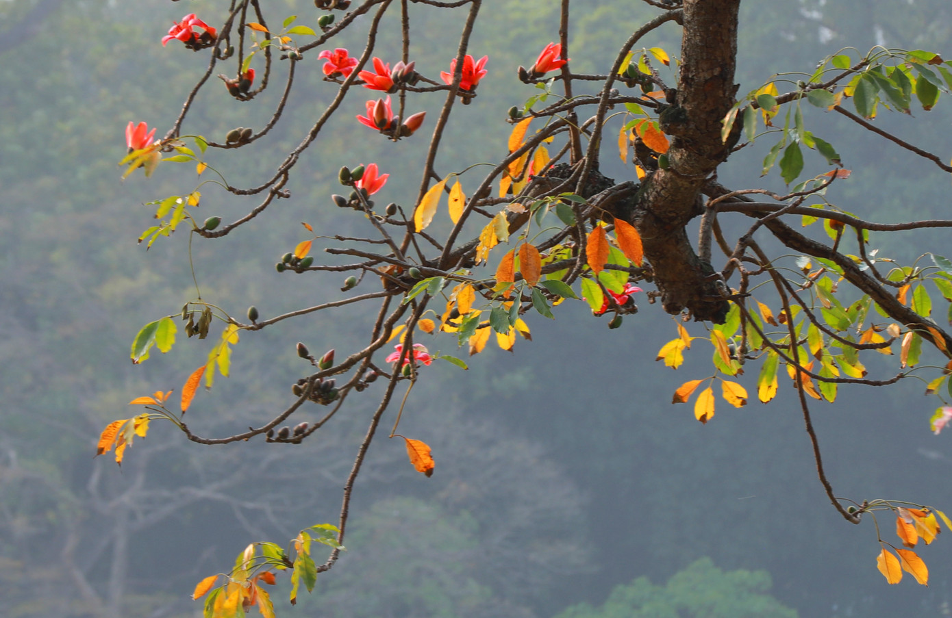 Hoa gạo khi nở có kích thước lớn, năm cánh hoa uốn cong nhẹ nhàng hướng ra ngoài, đỏ mọng như cánh môi thiếu nữ. Nhuỵ hoa mỏng manh nhưng thẳng tắp, trên đầu có chấm đỏ như những ngọn lửa bùng cháy
