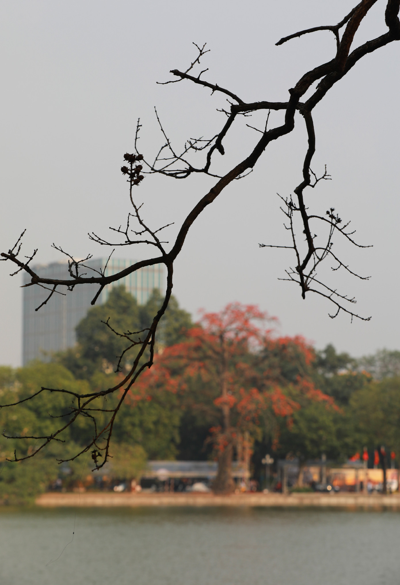 Vòng đời của hoa gạo ngắn ngủi, chỉ kéo dài vài ngày, nhưng khi rụng xuống, bông hoa vẫn giữ được màu sắc đỏ rực nguyên vẹn không hề phai tàn hay héo úa như những loại hoa khác. Hoa gạo không rơi rớt từng cánh trong sự lẻ loi tàn tạ mà nhẹ nhàng rủ bỏ cả bông như giữ vững sự kiêu ngạo quyến rũ của riêng mình.