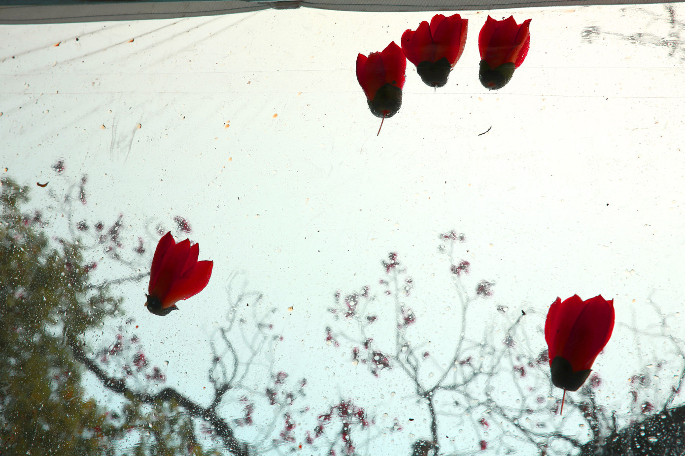 Ở Việt Nam, hoa gạo là loài hoa gắn liền với tuổi thơ của rất nhiều người. Cứ mỗi độ cuối xuân, sắc đỏ hoa gạo lại khiến lòng người nao nao.