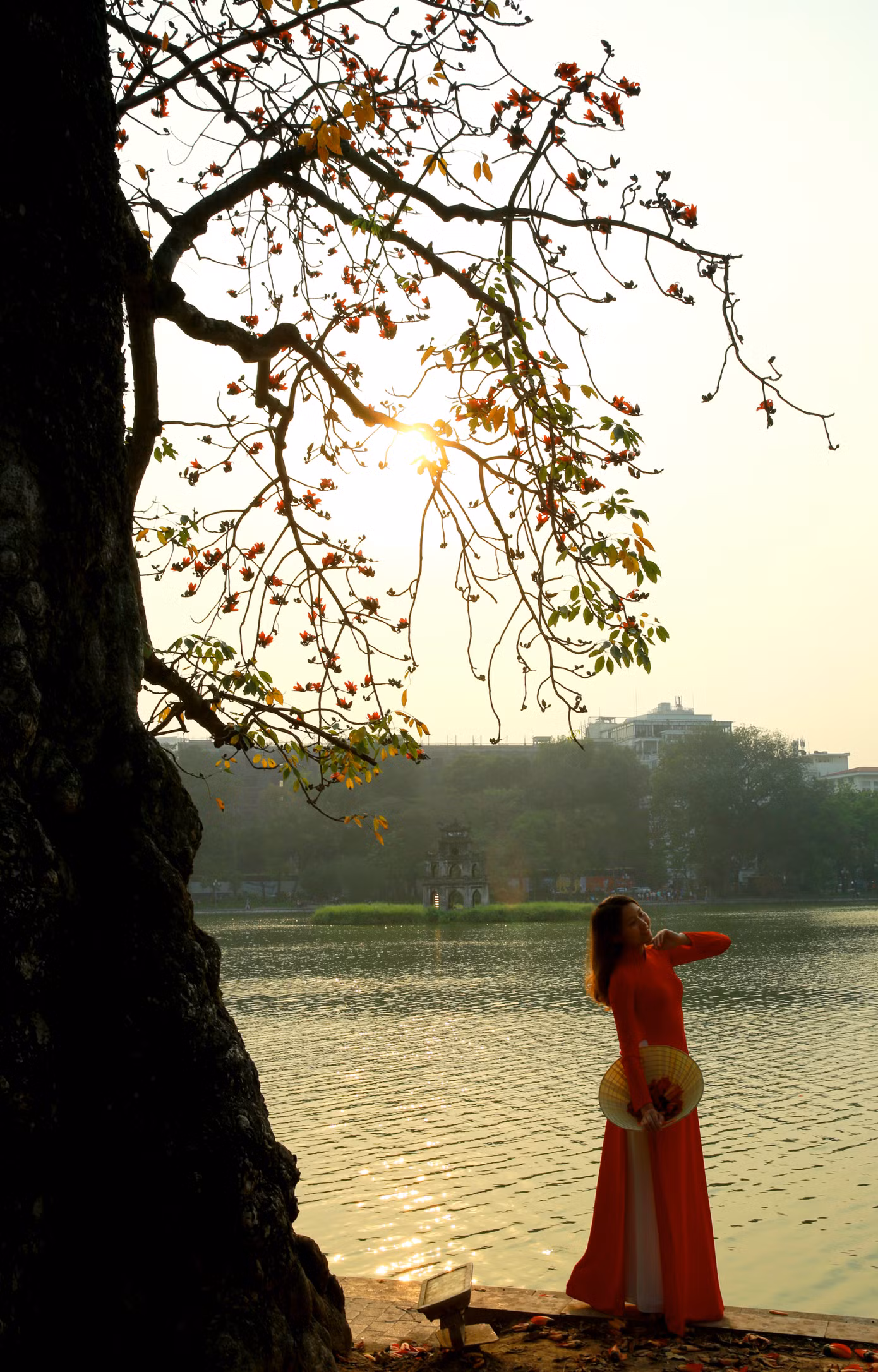 Tại Hà Nội, cây gạo không được trồng phổ biến như các loài cây khác. Tuy nhiên, mùa hoa gạo Hà Nội vẫn là một món quà tháng 3 đặc biệt thân thương của người dân Thủ đô