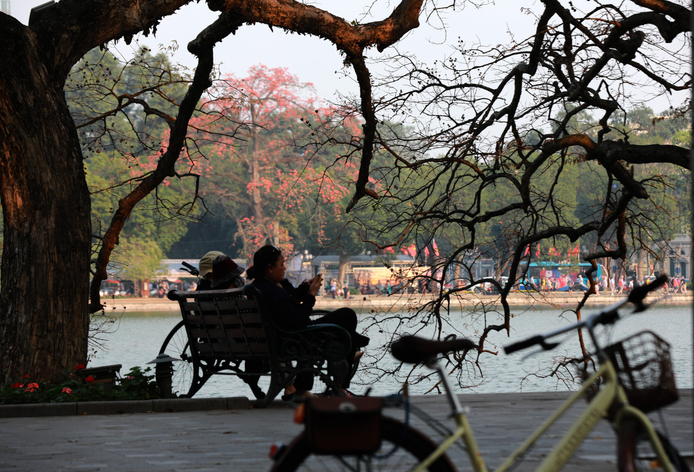 Thời gian hoa nở rực rỡ nhất kéo dài 2-3 tuần, đến hết tháng Ba, đầu tháng Tư trước khi mùa hè rực nắng.