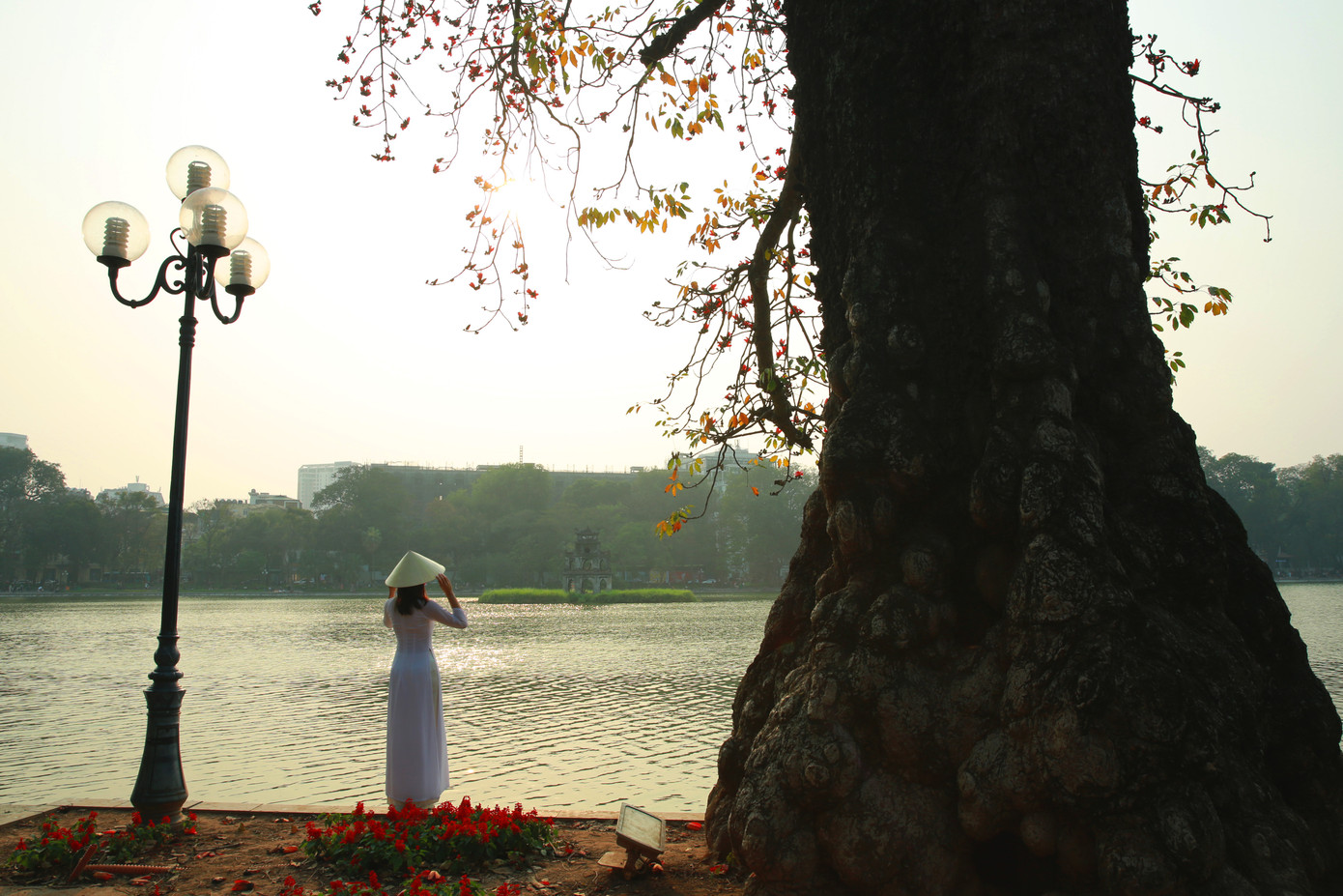 Với tuổi đời hơn trăm năm, gốc cây bốn người ôm không hết, hình ảnh cây gạo tại Hồ Gươm đã trở nên rất quen thuộc với người dân Thủ đô và của những người yêu, nhớ tới Hà Nội.