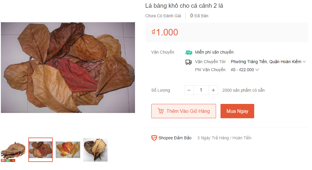 Ngỡ vứt đi thế nhưng khi được đưa lên sàn thương mại điện tử, người bán giờ chỉ việc ngồi "đếm lá tính tiền". Được biết, trong lá bàng có chứa chất violaxanthin, violeoxanthin, lutheinepoxid và luthein-izomer nên rất hữu ích trong việc nuôi cá cảnh. Các chất sẽ giúp làm giảm độ pH của nước, giúp cá không bị căng thẳng, chữa lành vết thương, kích thích sinh sản và tăng cường hệ miễn dịch.