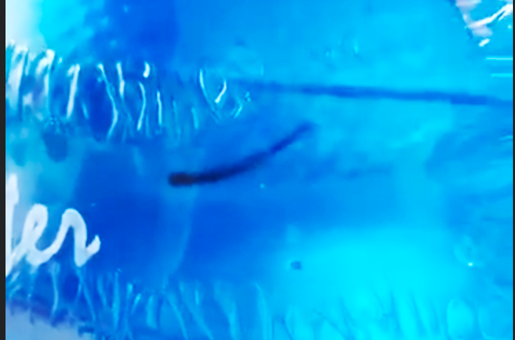 Con Đỉa có trong bình nước khoáng Bang gây xôn xao dư luận Con Đỉa có trong bình nước khoáng Bang gây xôn xao dư luận