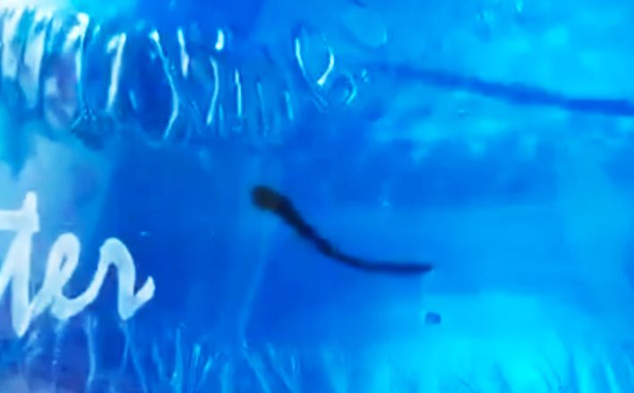 Sinh vật được cho là con đỉa (theo người dân địa phương) sinh sống trong bình nước 20 lít phục vụ học sinh mầm non tại Lệ Thuỷ - Quảng Bình Sinh vật được cho là con đỉa (theo người dân địa phương) sinh sống trong bình nước 20 lít phục vụ học sinh mầm non tại Lệ Thuỷ - Quảng Bình