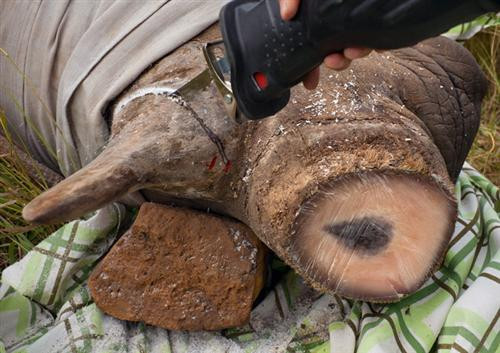 Nhiều người lo ngại tê giác mất sừng sẽ khó chống lại các kẻ thù tự nhiên