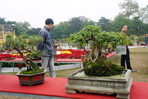 Những chủ cây sẽ cùng nhau luận bàn về cây cảnh như một ngày hội