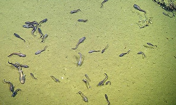 Phát hiện lươn và cá mập sống được ở vùng nước thiếu ôxy không tưởng ảnh 1