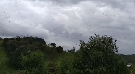 Choáng với cơn mưa nhền nhện ở Brazil ảnh 1