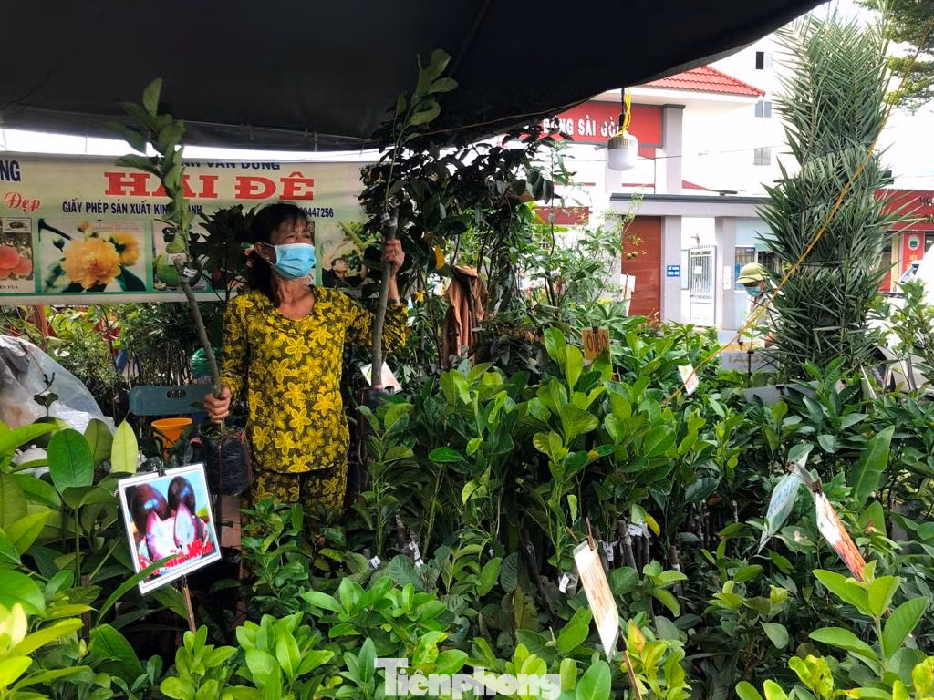 Sản phẩm cây giống được nhiều người chọn mua Sản phẩm cây giống được nhiều người chọn mua