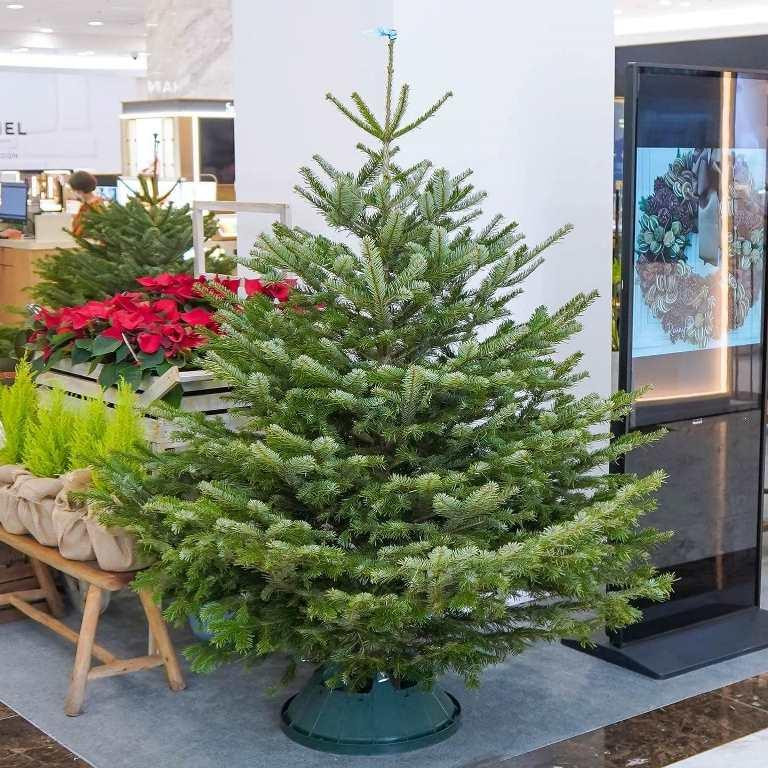 Năm nay, thông tươi nhập khẩu bằng đường hàng không được nhiều người chơi ưa chuộng dù giá thành không rẻ. Đại diện một cửa hàng hoa nhập khẩu ở quận 3 cho biết, những cây thông tươi nhập khẩu từ Đan Mạch đi máy bay về Việt Nam đã “cháy hàng”. “Muốn sở hữu một cây thông tươi nhập khẩu, khách đã đặt từ đầu tháng 11. Do gặp trục trặc về đường bay nên lô đầu tiên về hơi ít so với dự kiến. Trong tháng 12 này, thị trường thông tươi đang rất nhộn nhịp” - đại diện cửa hàng nói. Năm nay, thông tươi nhập khẩu bằng đường hàng không được nhiều người chơi ưa chuộng dù giá thành không rẻ. Đại diện một cửa hàng hoa nhập khẩu ở quận 3 cho biết, những cây thông tươi nhập khẩu từ Đan Mạch đi máy bay về Việt Nam đã “cháy hàng”. “Muốn sở hữu một cây thông tươi nhập khẩu, khách đã đặt từ đầu tháng 11. Do gặp trục trặc về đường bay nên lô đầu tiên về hơi ít so với dự kiến. Trong tháng 12 này, thị trường thông tươi đang rất nhộn nhịp” - đại diện cửa hàng nói.