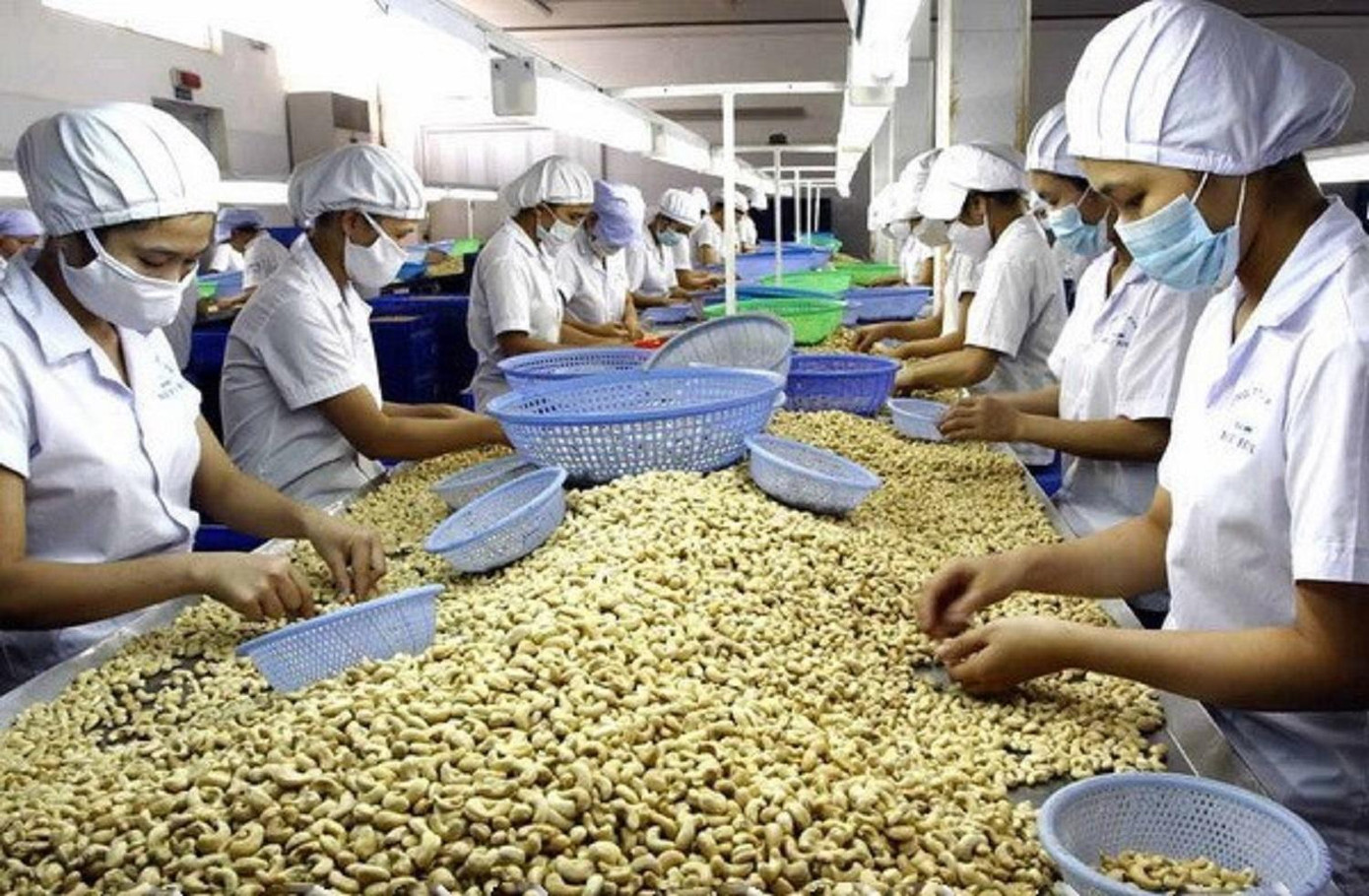 Doanh nghiệp xuất khẩu điều